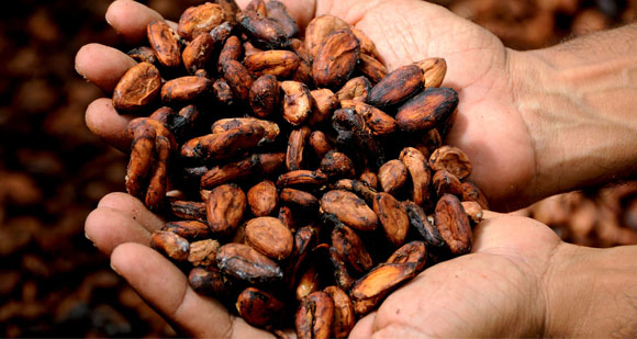 Hands holding a pile of roasted cocoa beans