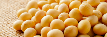 U.S. Begins Antidumping & Countervailing Duty Investigations on Indian Soybean Meal