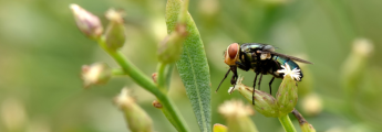New World Screwworm Detection in Texas Triggers Export Restrictions into Canada and Mexico